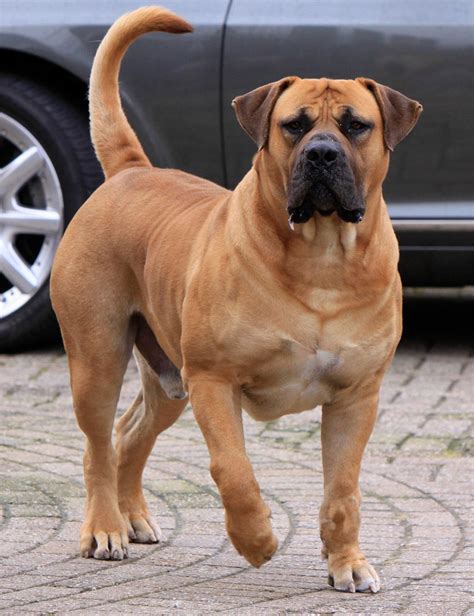 Boerboel v hre s deťmi