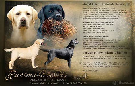 Infografika: Vývoj a rast šteniatka labradora (tabuľkový prehľad)