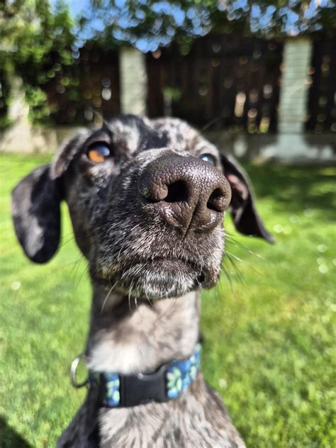 Kríženec jazvečíka a labradora