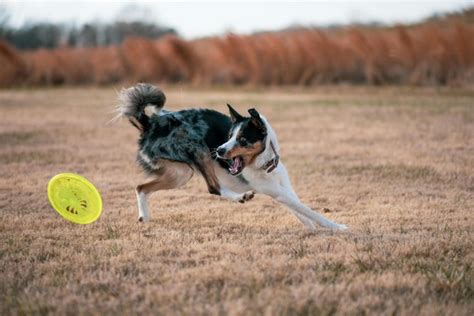 Infografika: Psie športy vhodné pre Malinois (agility, obedience, frisbee)