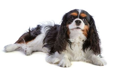 Figúrka: Hlavné črty Cavalier King Charles španiela