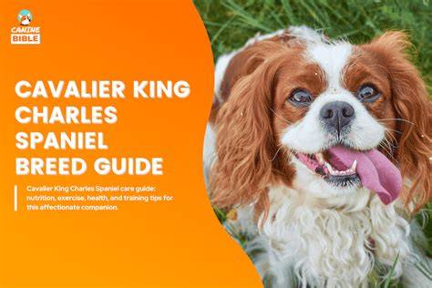 Mapa: Pôvod a šľachtické spojenia Cavalier King Charles španiela