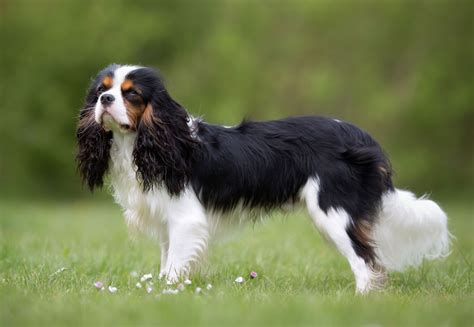 Schéma: Farebné varianty Cavalier King Charles španiela