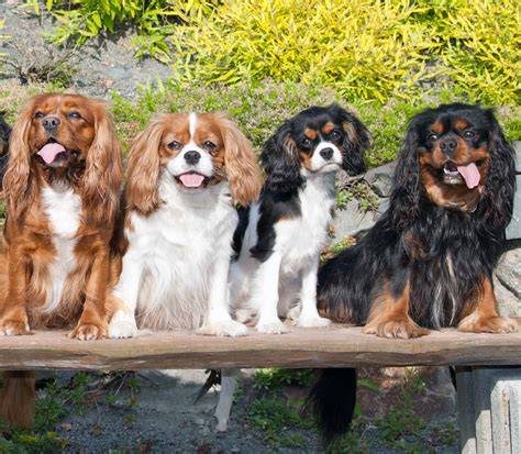 Diagram: Proces výberu a kúpy šteňaťa Cavalier King Charles