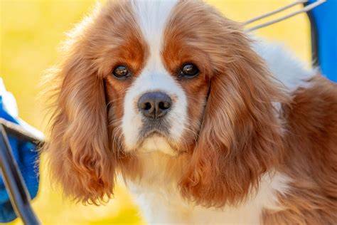 Infografika: Vlastnosti a potreby Cavalier King Charles španiela