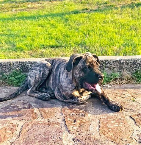 buldog-podpatek-chladenie-a-starostlivost