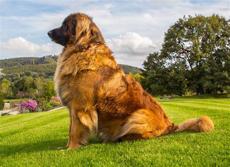 Leonberger so svojou charakteristickou hrivou