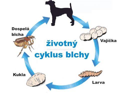 Infografika: Životný cyklus blchy a miestne príznaky u psa