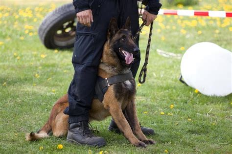 Psovod a pes pri prehliadke priestorov