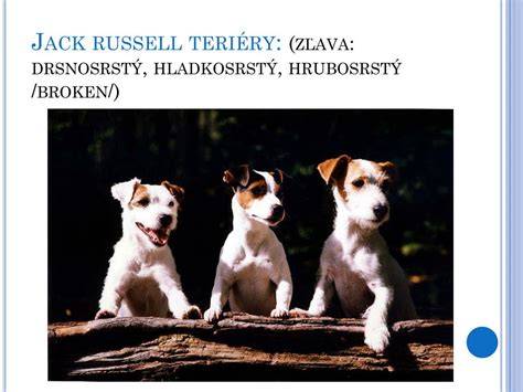 Schéma typov srsti Jack Russell teriéra (hladkosrstý, hrubosrstý, drsnosrstý)