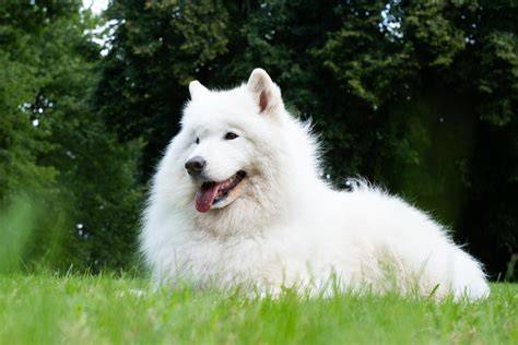 samojed_biela_srsť