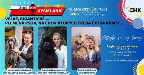 DBK a torzia: riziká veľkých plemien