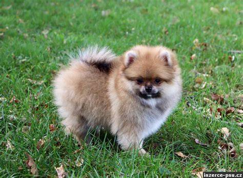 Porovnanie veľkostí špica: trpasličí, pomeranian, malý, stredný, veľký, vlčí