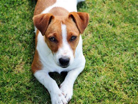Infografika: Kroky výberu šteniatka Jack Russell s PP - zdravotné vyšetrenia, rodokmeň, očkovanie, socializácia, prostredie
