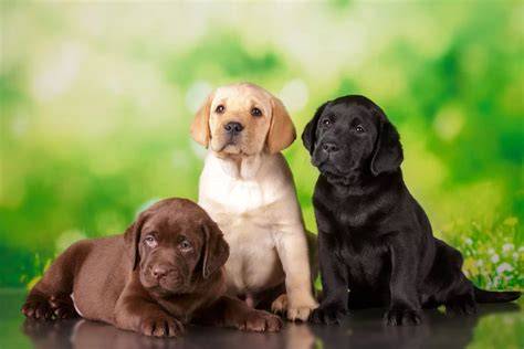 Šteňa labradora pri obhrýzaní hračky
