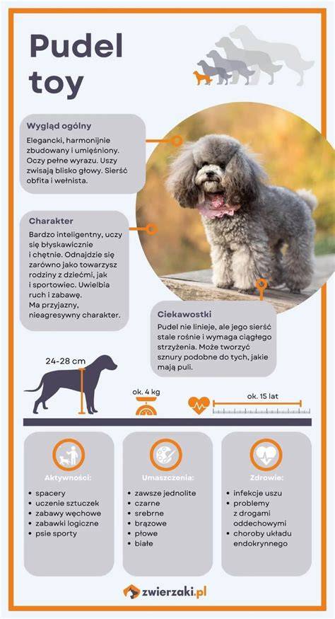 Infografika: Pudel (veľkosti, srst, výška kg)