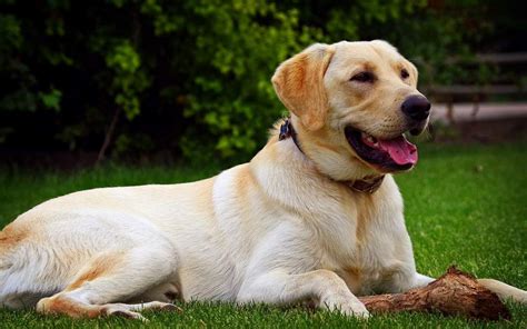 Šťastný pes plemena Labrador retriever s rodinou
