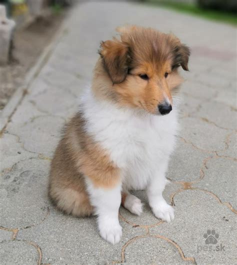 Pes plemena Dlhosrstá kólia s dieťaťom