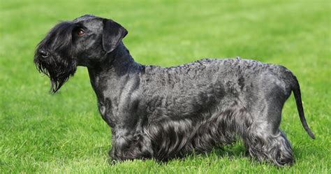 Pes plemena Český teriér hrajúci sa s dieťaťom