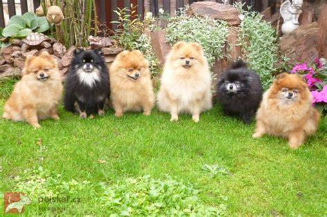 Infografika: Porovnanie veľkostných variantov nemeckého špica (trpasličí, pomeranian, malý, stredný, veľký, vlčí špic).