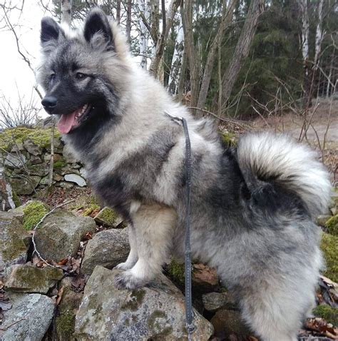 Nemecký špic vlčí v zasneženom prostredí