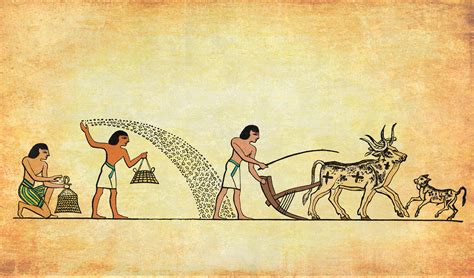 Historická ilustrácia práce mulíc v starovekom Egypte