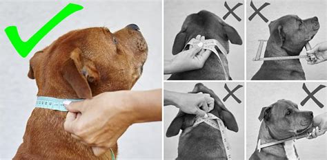 Schéma správneho umiestnenia obojku DOG NECK na krku psa