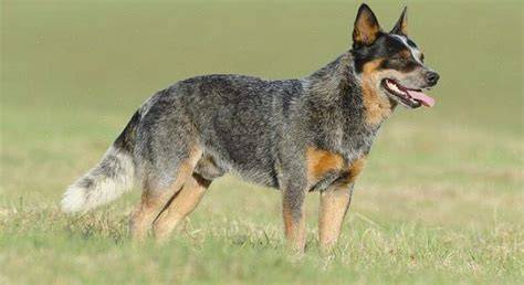 Blue Heeler - vizuálne charakteristiky plemena: modré a červené merle so znakmi na hlave