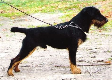 Nemecký lovecký teriér pri práci