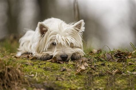 Starostlivosť o srsť West Highland White Teriéra