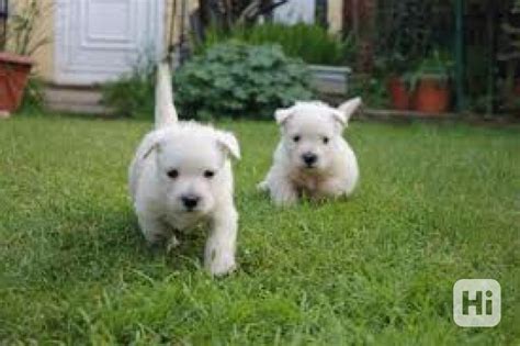 Výber zdravého šteniatka West Highland White Teriéra