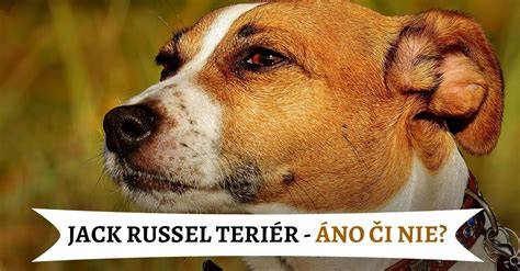Mapa pôvodu Jack Russell teriéra