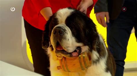 Bernardín Barry v akcii