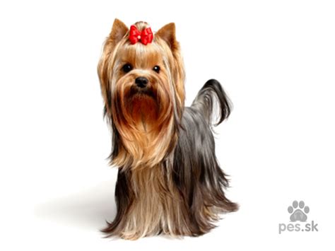 Yorkšírsky teriér Smoky