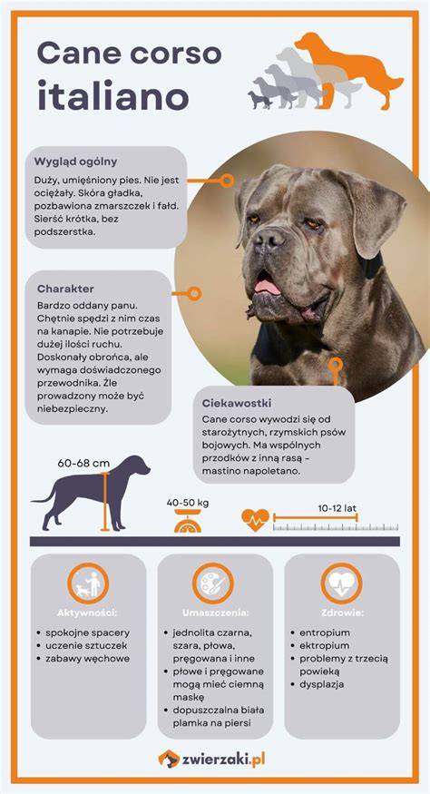 Infografika: Charakteristiky Cane Corso (forma tela, proporcie, farby, typ srsti)