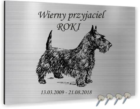 Ilustrovaná tabuľka: Hračky pre psa vs. mačku