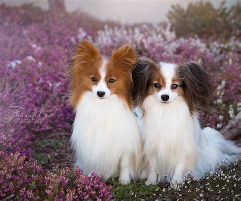 GRAFIKA: Vzhľad papillon a rozdiely uší Papillon vs. Phalène