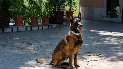 Obrázok: Malinois pri tréningu na vonkajšomsení