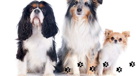 Šteňatá rôznych plemien hrajúce sa spolu