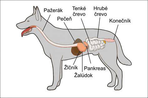 Infografika: Tráviaci trakt psa a význam žalúdočnej kyseliny