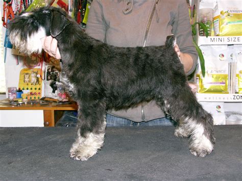 Šteniatka bradáča malého hrajúce sa spolu