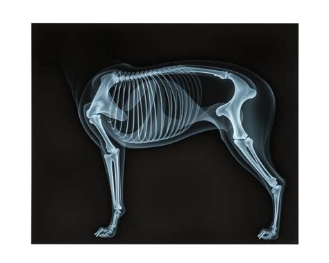 Ilustrácia kĺbov psa