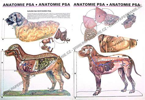 Vizualizácia anatomie ušného kanála psa