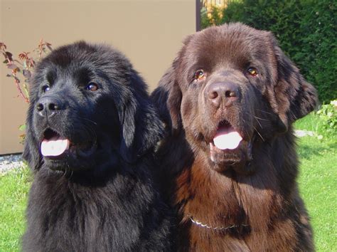 Novofundlandský pes s dieťaťom