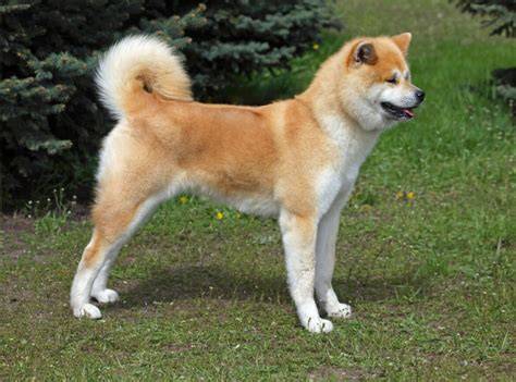 Obrázok Akita Inu - silueta a charakter