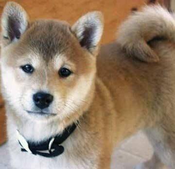 Shiba Inu - trojuholníkové uši a huňatý chvost