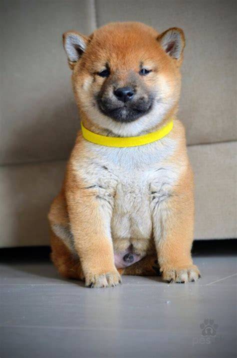 Shiba Inu vo veku šteniatka so správnou socializáciou