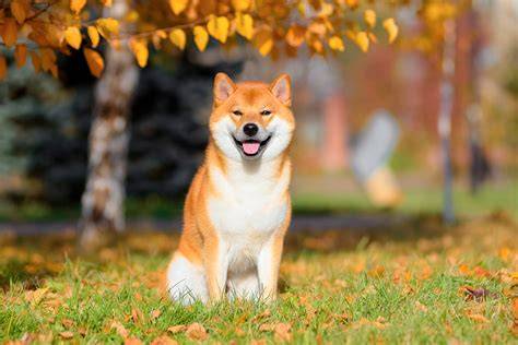 Shiba Inu počas česania a starostlivosti o srsť