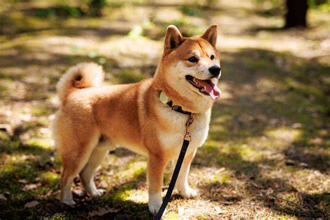 Shiba Inu na prechádzke a na behu vedľa majiteľa