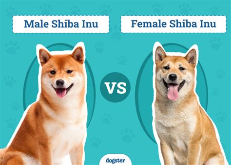 Šteňa Shiba Inu so svojimi rodičmi